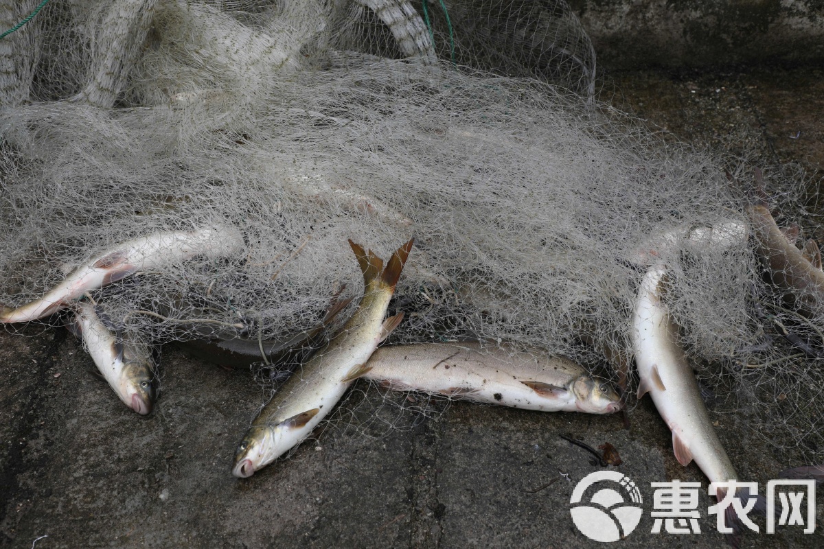 国家地标产品·兴山杨鱼——来自深山的冷水珍馐