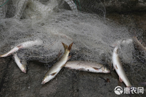 国家地标产品冷水鱼 兴山杨鱼（杨鱼条子）的价值与传承
