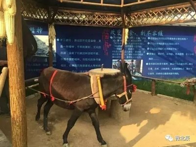 收藏！北辰这11个好去处，完美拯救你的假期~ 冷水鱼特辑