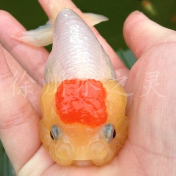 红头猫狮与水韵雅集 探访徐州云龙区的守望与传承