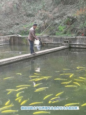 徽县渔业养殖复产防疫两不误 冷水鱼产业稳步复苏