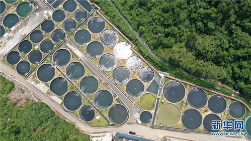 贵州江口冷水鱼养殖基地 冷资源 变 热经济