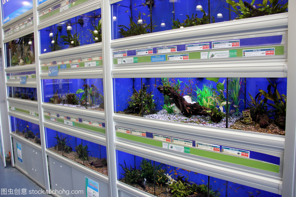 冷水鱼 鱼制品与水族馆中的双重角色