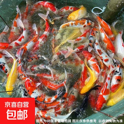 锦鲤 招财风水鱼，好养耐活的冷水观赏鱼之选